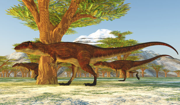 Carcharodontosaurus African Dinosaurs - Carcharodontosaurus was a large carnivorous theropod dinosaur that lived in Africa during the Cretaceous Period.