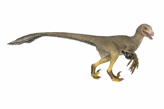 Dakotaraptor Feathered Dinosaur - Dakotaraptor was a feathered theropod carnivorous dinosaur that lived in South Dakota , North America during the Cretaceous Period.