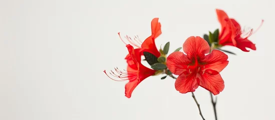 Foto op Canvas A vibrant red azalea flower sits in a clear glass vase placed on a wooden table. The bright petals of the flower contrast beautifully against the white background, adding a pop of color to the scene. © 2rogan