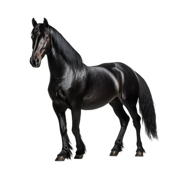 Black horse isolated on white or transparent background