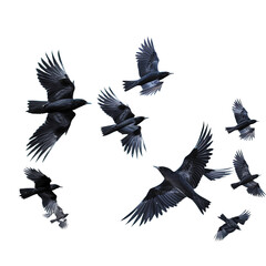 Obraz premium Ravens Birds flying isolated on white or transparent background
