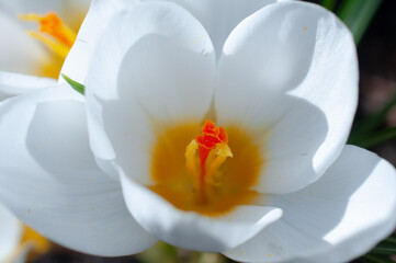 Crocus in spring, Close-up of a white crocus calyx, macro photography of crocuses