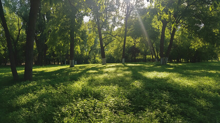 Fototapeta na wymiar Spring Park. Green Grass, Leaves And Sunrays. Shot With Motorized Slider. Landscapes background