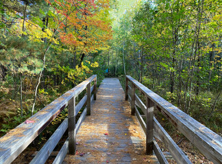 Obraz premium Wooden bridge in the woods. Path in autumn forest. Boardwalk in a nature park. Bridge among the colored trees. Footpath among the colorful leaves.
