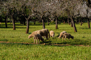 herd of lambs grazing, Bunyola, Mallorca, Balearic Islands, Spain