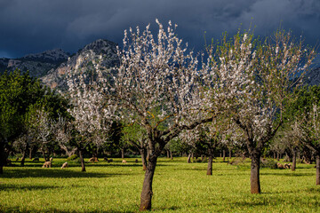 flowering almond tree, Bunyola, Mallorca, Balearic Islands, Spain