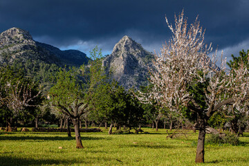 Sa Gubia peak and flowering almond tree, Bunyola, Mallorca, Balearic Islands, Spain