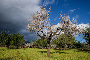 flowering almond tree, Bunyola, Mallorca, Balearic Islands, Spain