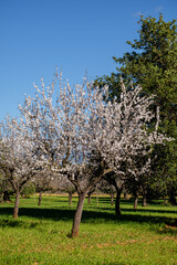 Fototapeta premium flowering almond tree, Bunyola, Mallorca, Balearic Islands, Spain
