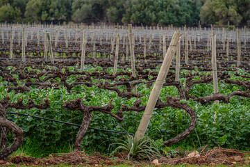 Mortix vineyards, vines among beans, Escorca, Mallorca, Balearic Islands, Spain