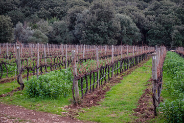 Fototapeta na wymiar Mortix vineyards, vines among beans, Escorca, Mallorca, Balearic Islands, Spain