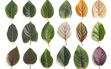 Obraz premium Сollection of leaves