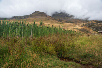Reeds in the mountains of the Alps in France in summer