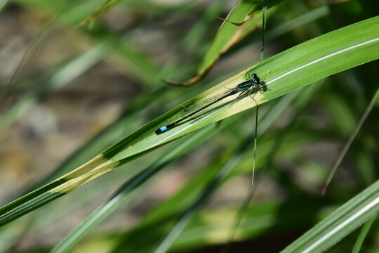 kleine blaue libelle