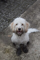 weißer hund mit schmutztigen pfoten