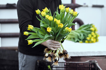 tulips flowers plants farmer women's day bulbs green yellow greenhouse grow garden bloom blooming...