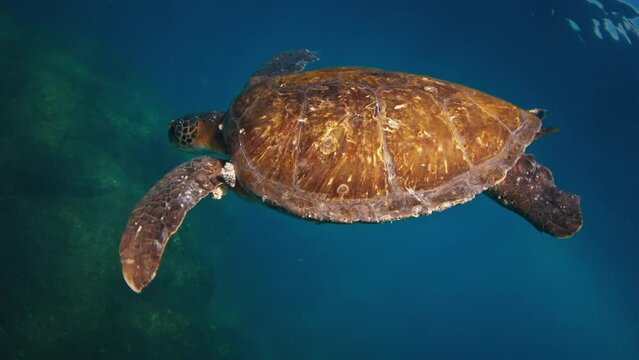 Sea turtle swims underwater in the Atlantic Ocean