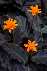 Calathea crocata, Mallorca, Balearic Islands, Spain