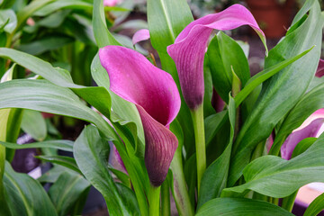 purple lily, Zantedeschia aethiopica,  Mallorca, Balearic Islands, Spain