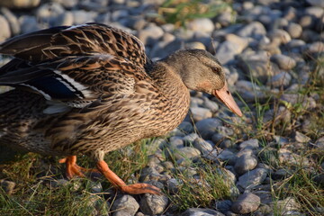 weibliche stockente auf kieselsteinen
