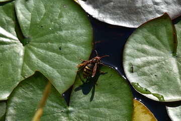 hornisse beim trinken aus einem teich
