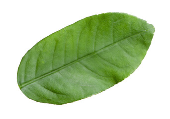 Green leaf of lemon tree isolated on white