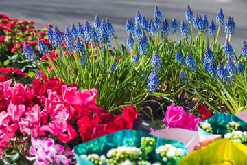 Blue Hyacinthus and other colorful flowers for sale in store