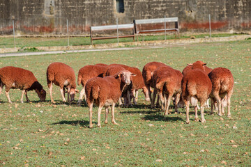 flock of red sheep on a farm, Cas Canar, Sencelles, Mallorca, Balearic Islands, Spain