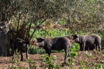farm Sa Teulera, Manacor, Mallorca, Balearic Islands, Spain