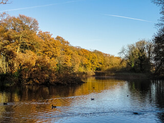 Fototapeta premium autumn in the park