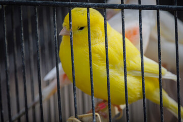 cage with canaries for sale, weekly market, Sineu, Mallorca, Balearic Islands, Spain