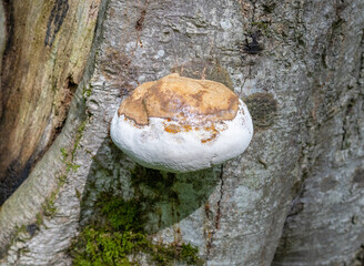 fungi are saprophytes and parasites living on tree trunks, in their natural habitat
