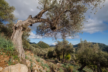 Fototapeta na wymiar olive grove, Orient valley, Mallorca, Balearic Islands, Spain