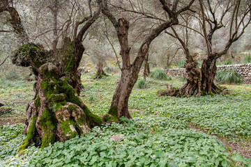 olive trees on the Biniforani farm, Bunyola, Mallorca, Balearic Islands, Spain