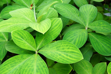 Details in a tropical botanic garden in Edge Hill near Cairns, Queensland, Australia