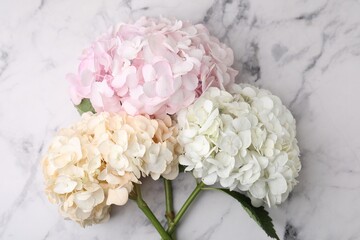 Beautiful pink hydrangea flowers on white marble background, top view