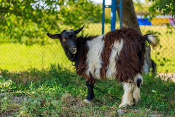 Fototapeta premium A goat grazes near a fence in a village. Background with selective focus and copy space