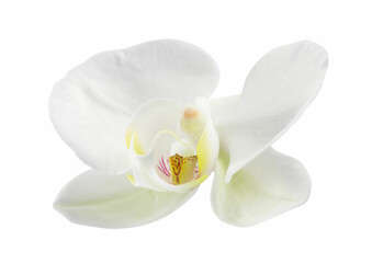 Fototapeta na wymiar One beautiful orchid flower isolated on white