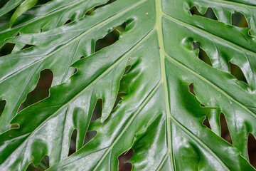 Details in a tropical botanic garden in Edge Hill near Cairns, Queensland, Australia