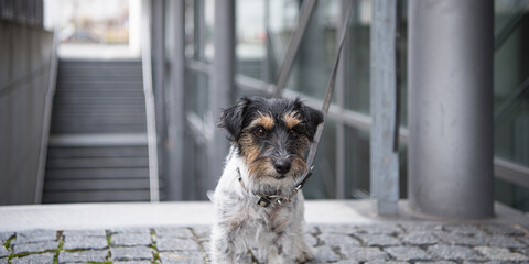 Sad small Jack Russell Terrier dog tied to on a pole. Maybe the dog was also abandoned and left...