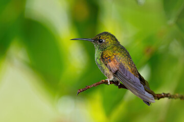 Fototapeta premium white-tailed emerald (Microchera chionurafrom) the beautiful rainforest
