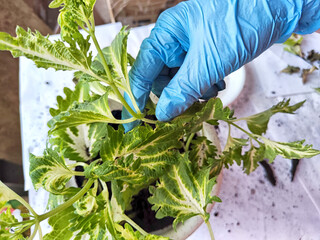 Hand of person wearing a blue glove is carefully repotting young green and white variegated plants, demonstrating gardening activity