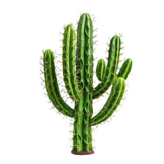 Cactus real plant on white or transparent background