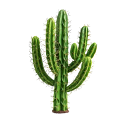 Papier Peint photo Cactus Cactus real plant on white or transparent background