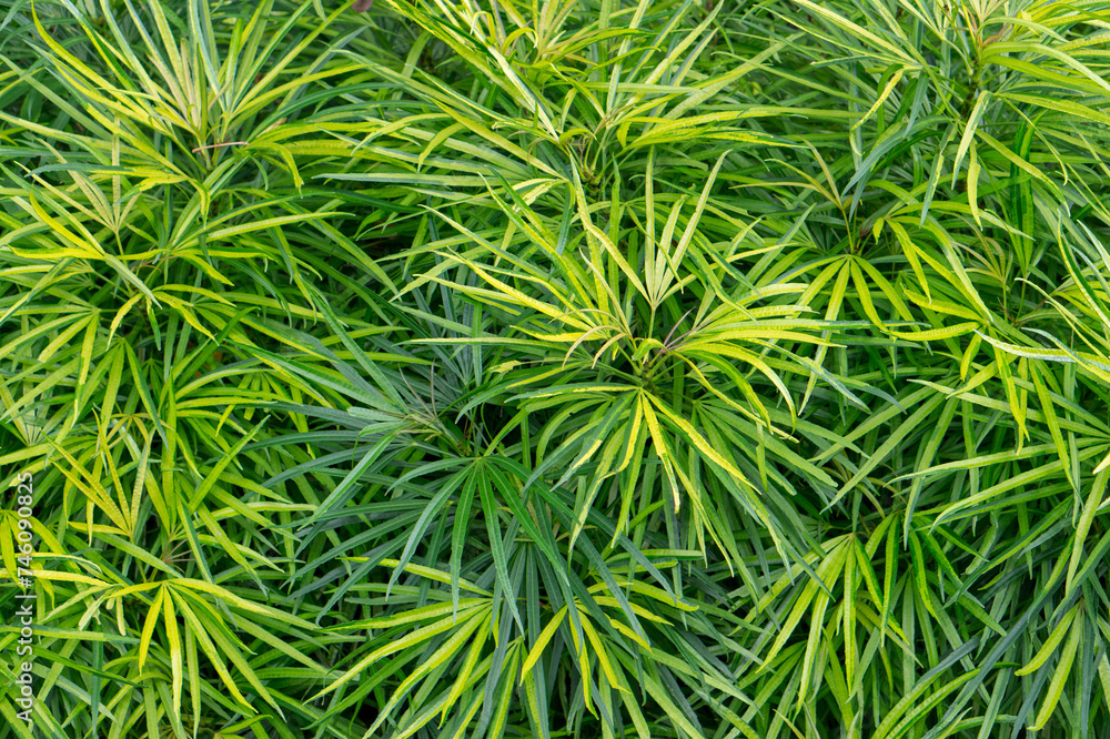 Wall mural details in a tropical botanic garden in edge hill near cairns, queensland, australia