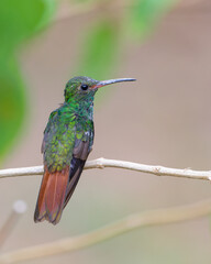Fototapeta premium Rufous-tailed Hummingbird (Amazilia tzacatl) on a branch.
