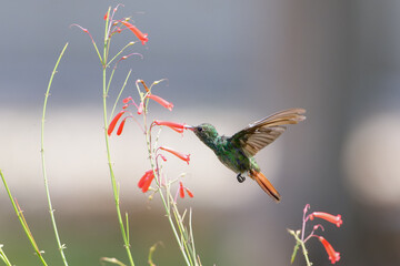 Rufous-tailed Hummingbird (Amazilia tzacatl) feeding off a red flower.