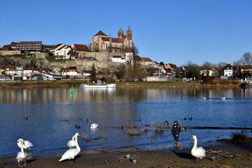 Schwäne am Rheinufer in Breisach - obrazy, fototapety, plakaty