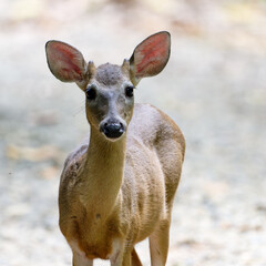 Juvenile White-tailed Deer (Odocoileus virginianus) growing a new set of antlers.
