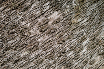 Details in a tropical botanic garden in Edge Hill near Cairns, Queensland, Australia